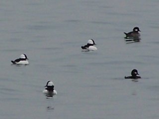 (Buffleheads)