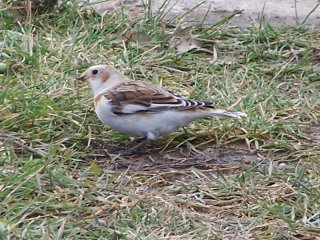 (Snow bunting)