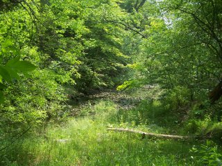 Burke Brook