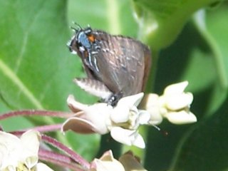 (hairstreak)