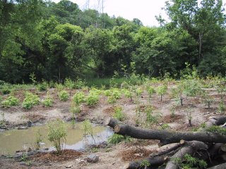 (Beechwood wetlands planting)