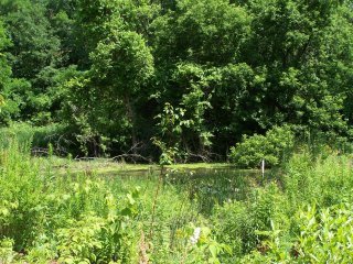 (Beechwood wetlands)