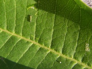 (monarch egg and baby caterpillar)