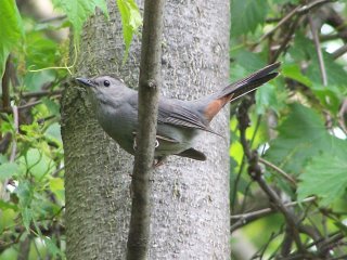 (catbird)