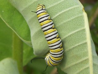 (Monarch Caterpillar)