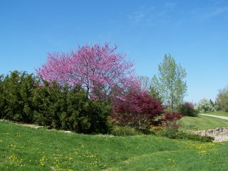 (Centennial Park trees)