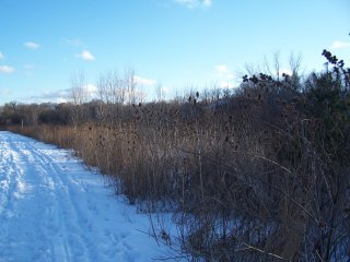 (Chester Springs Marsh)