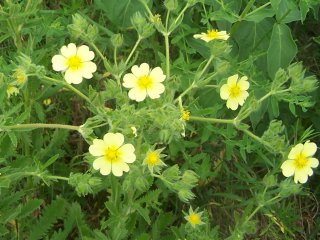 (cinquefoil)