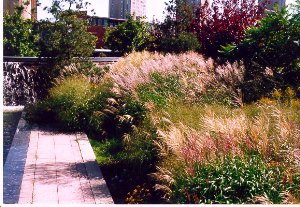 Wild grass garden