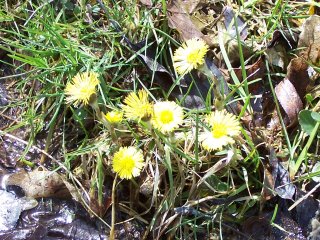 (coltsfoot)