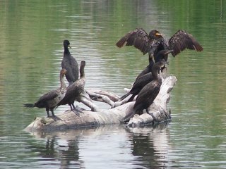 (Double crested cormorants)