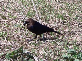 (cowbird)