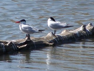 Caspian terns