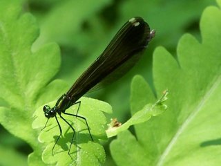 Ebony Jewelwing female