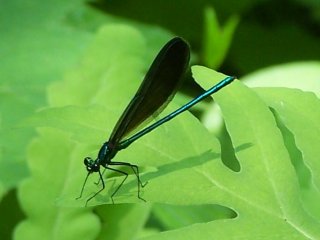 male ebony jewelwing