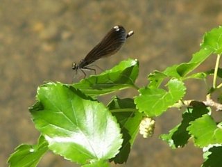 (female jewelwing)