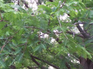 (dawn redwood)