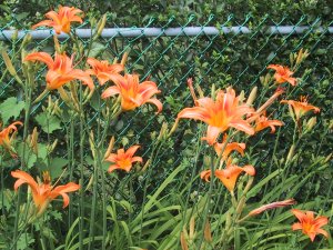 (daylilies)