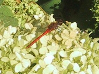 (damselfly)