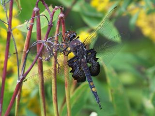 dragonfly