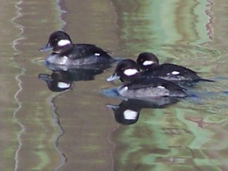 (buffleheads)