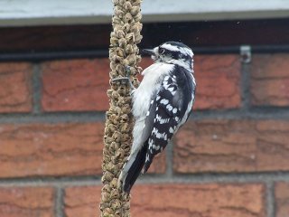 (Downy woodpecker)