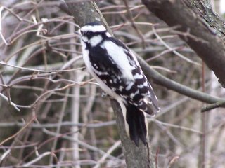 (downy woodpecker)