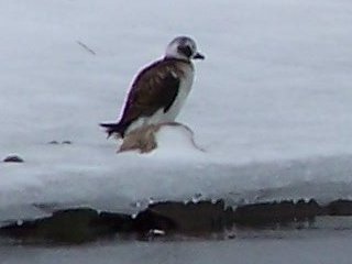 (Long tailed duck)