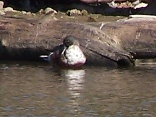 (shoveler)