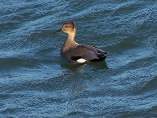 Gadwall