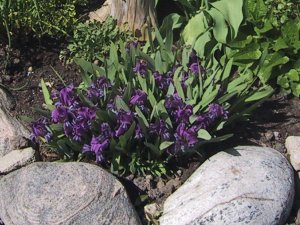 (dwarf iris)