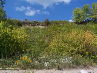 shoreline vegetation