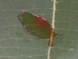 (hairstreak)