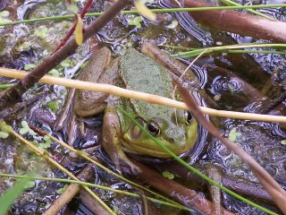 (green frog)