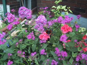 (centaury and phlox)