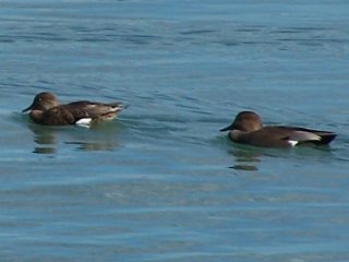 (Gadwalls)