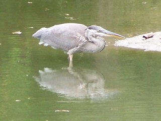 (Great Blue Heron)