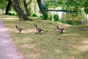 Canada Geese