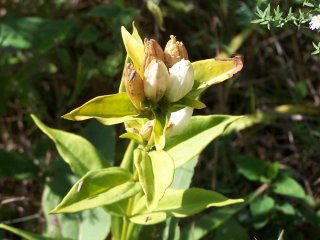 bottle gentian