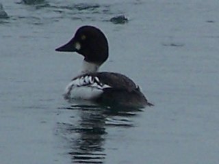 Goldeneye