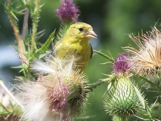 (gold finch)