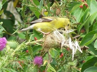 female goldfinch