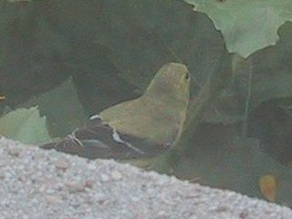 (Female goldfinch)