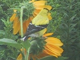 (Male goldfinch)