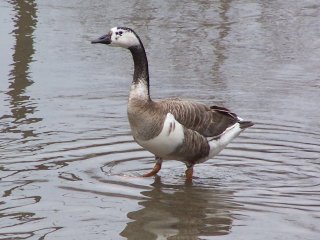 (Hybrid goose)