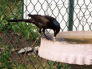 (Grackle)