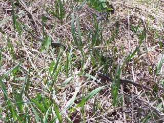 (garter snake)