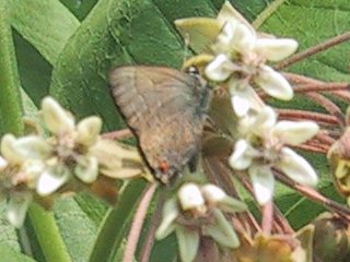 (hairstreak)