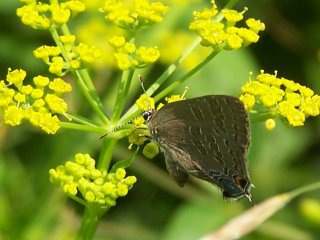 Banded Hairstreak