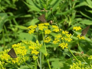  hairstreaks on wild parsnip